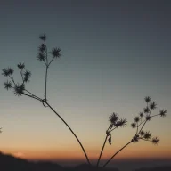 LoFi_Luna